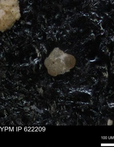 undet. Foraminiferida
