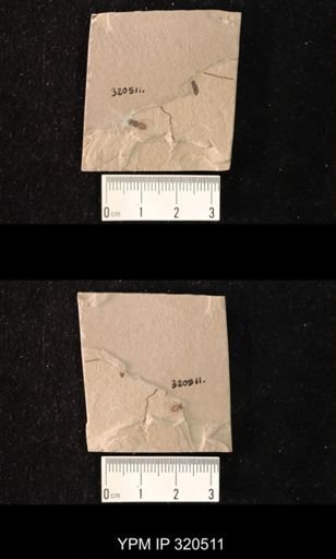 undet. Brachycera