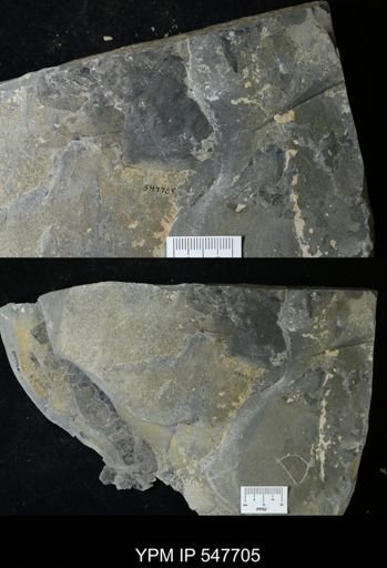 undet. Eurypterida