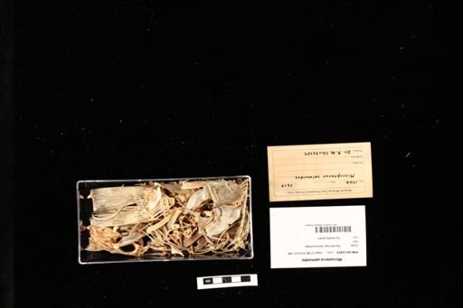 Micropterus salmoides
