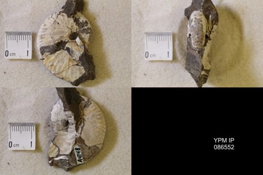 undet. Scaphitidae