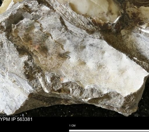 undet. Ammonoidea