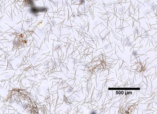 Neopetrosia subtriangularis