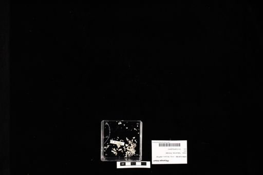Phrynops hilarii