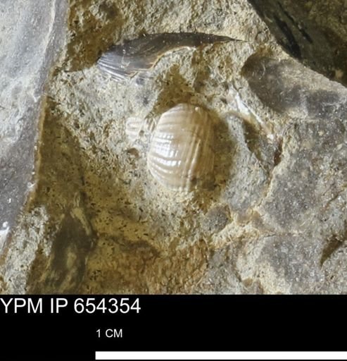 undet. Gastropoda