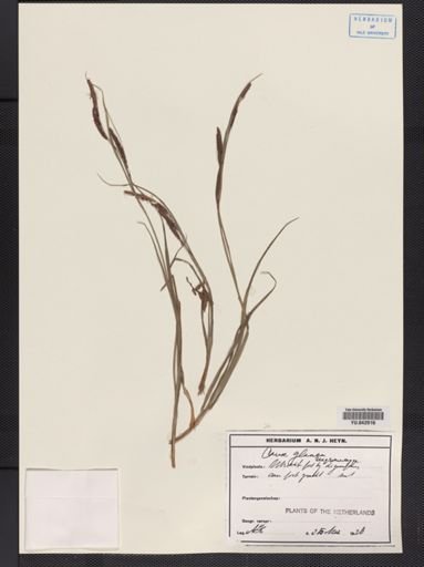 Carex