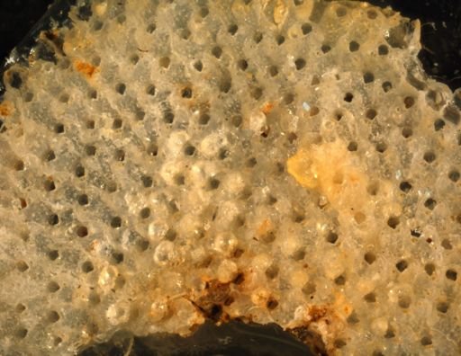 Schizoporella cornuta
