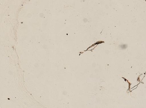 Stylonychia mytilus