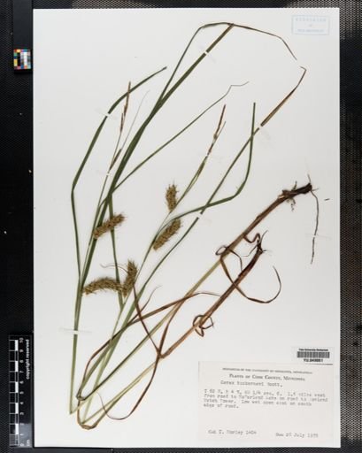 Carex tuckermanii