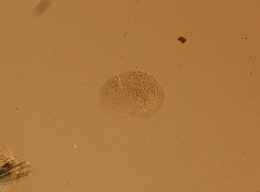Lagisca floccosa