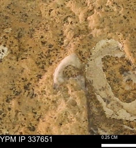undet. Mollusca