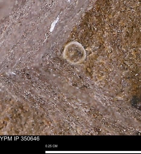 undet. Mollusca