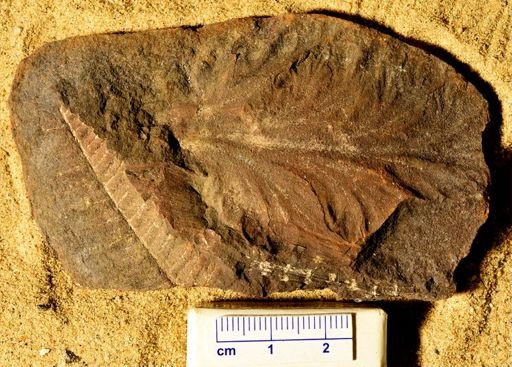 Pecopteris