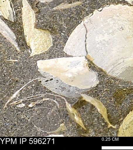 Limopsis striatopunctatus