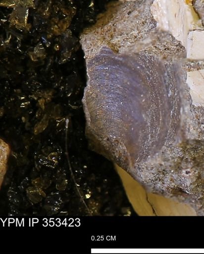 Limopsis striatopunctatus