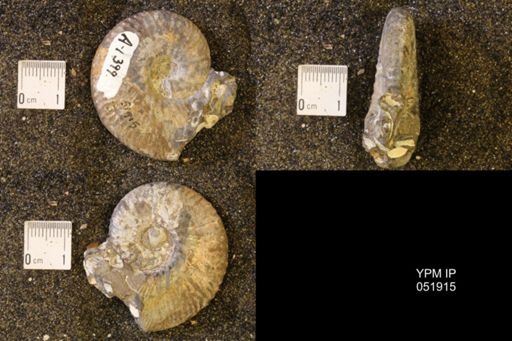 Hoploscaphites nicolletii