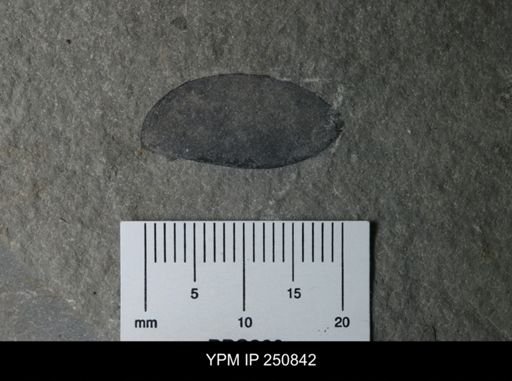 undet. Eurypterida