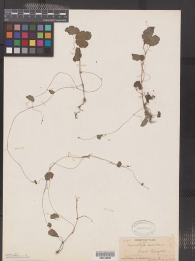 Hydrocotyle americana