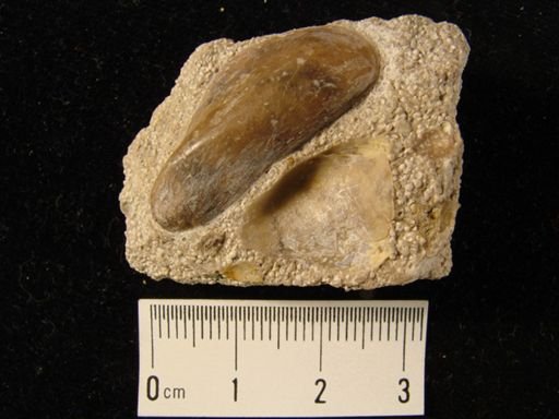 Promytilus swallovi