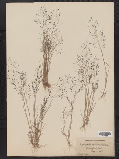 Eragrostis capillaris