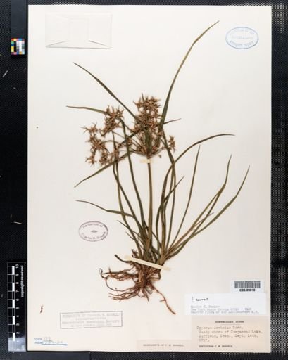 Cyperus dentatus