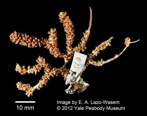 Muricea echinata