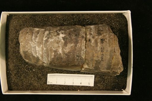 Armenoceras chicottense
