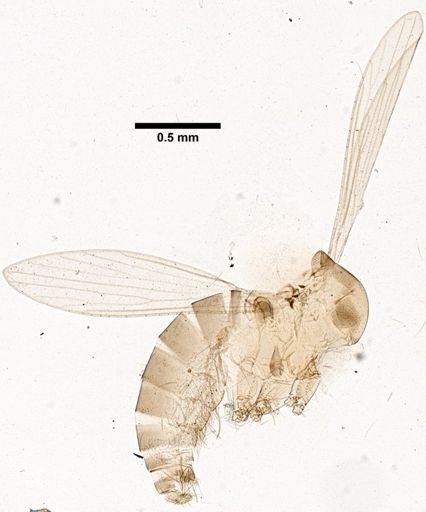 Sergentomyia welwitschii