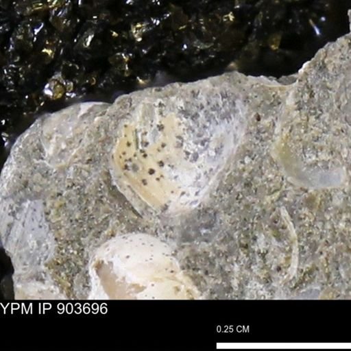 undet. Bivalvia