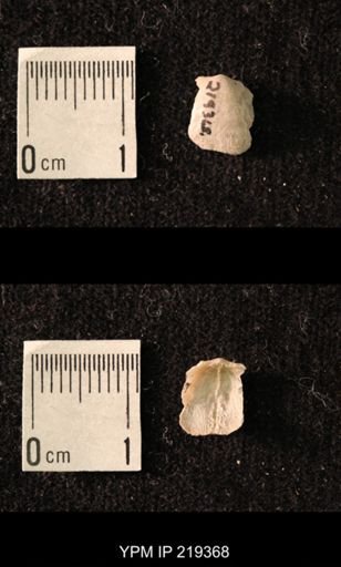 Chonetes granulifer