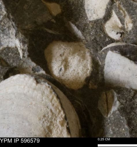 Protocardia?