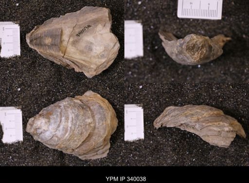 Ostrea glabra wyomingensis