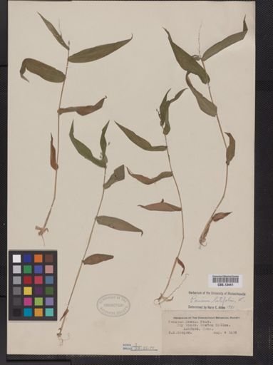 Panicum latifolium