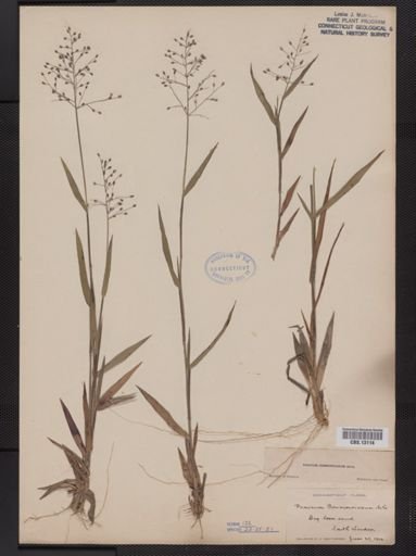 Panicum commonsianum addisonii