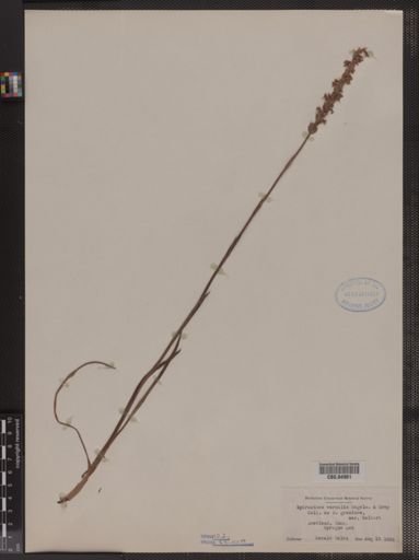 Spiranthes vernalis