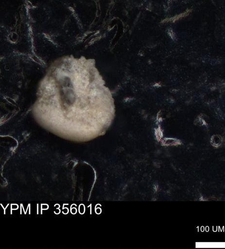 undet. Foraminiferida