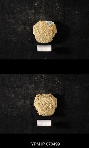 Favosites louisvillensis