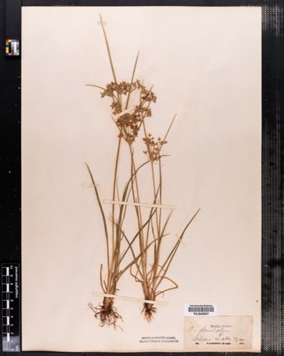 Cyperus dentatus