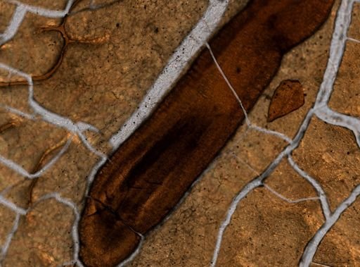 Cephalothrix linearis