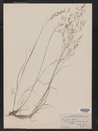 Agrostis alba