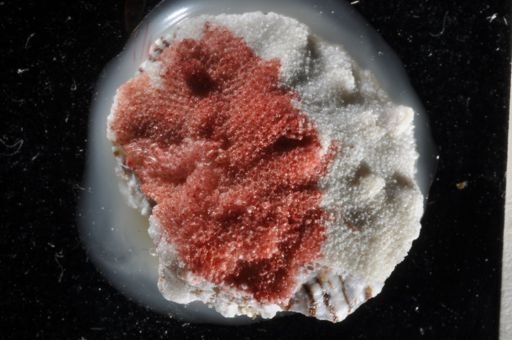 Rhynchozoon