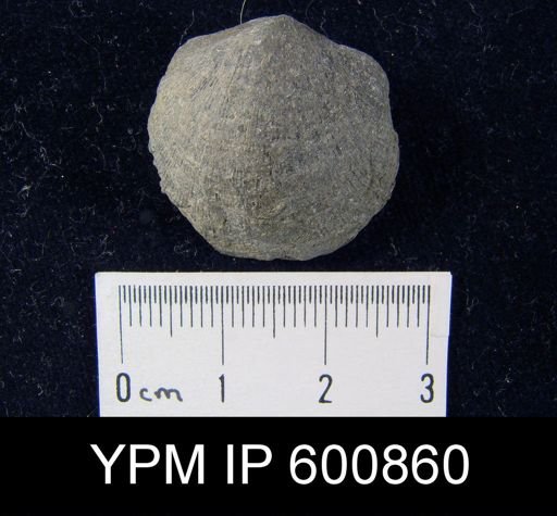 Dalmanella sp.