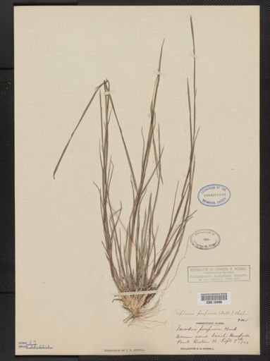 Triplasis purpurea