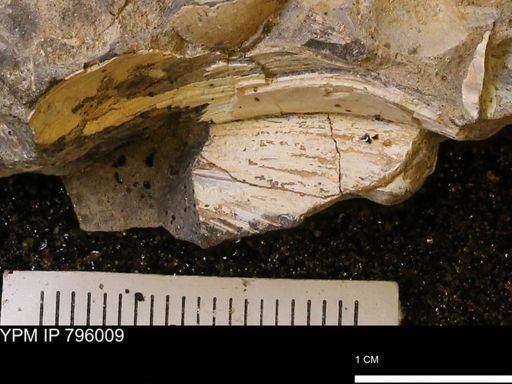 undet. Bivalvia