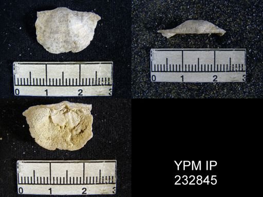Chonetes granulifer