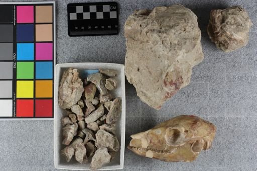 Poebrotherium eximium