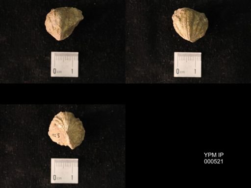 Platystrophia chama