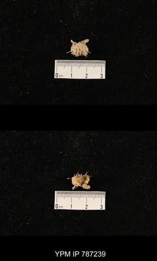 undet. Brachiopoda