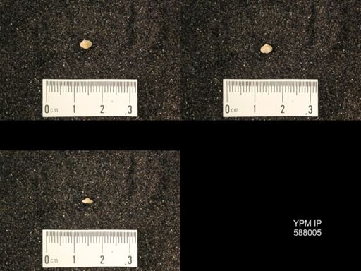 Zygospira modesta