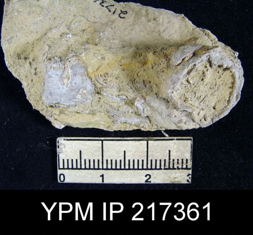 Teguliferina sp.